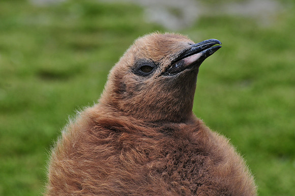 King penguin chick, Fortuna Bay