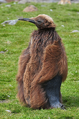 Molting king penguin chick, Fortuna Bay