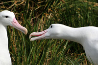 Wandering albatross courtship display, Prion Island