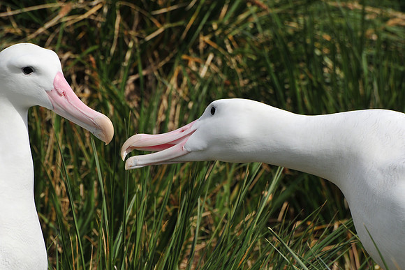 Wandering albatross courtship display, Prion Island