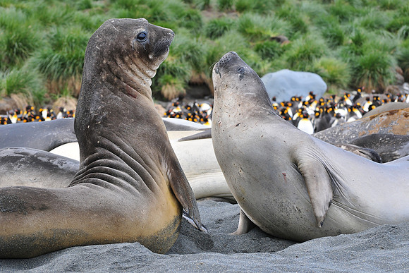 Elephant seals, Gold Harbour