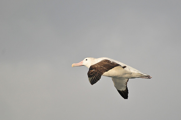 Wandering albatross, seen en route from the Falklands to South Georgia