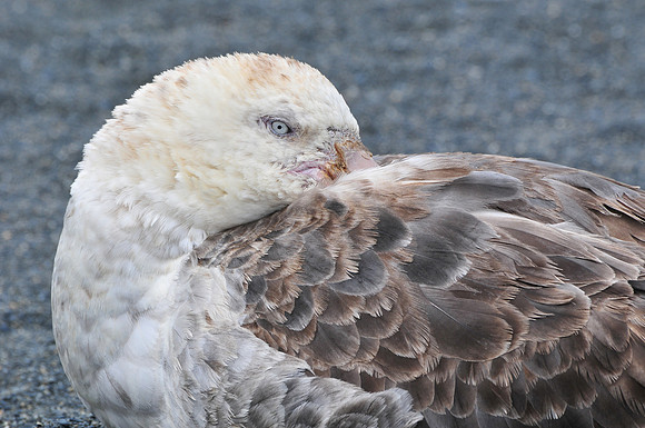 Northern giant-petrel, Gold Harbour