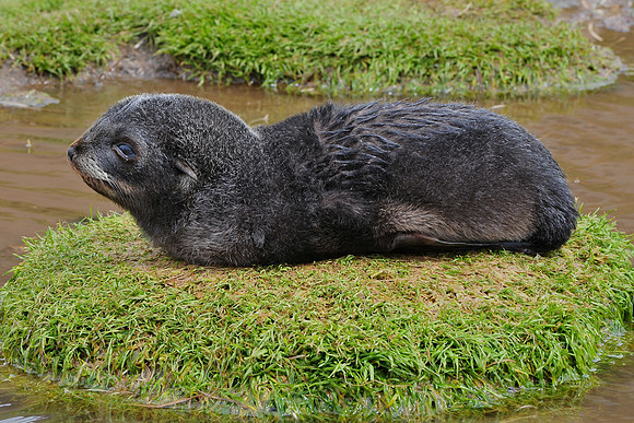 Antarctic fur seal pup, Fortuna Bay