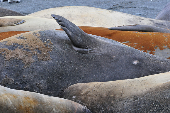 Elephant seals, Gold Harbour