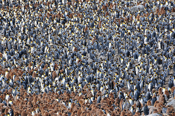 Part of the king penguin colony at St. Andrew's Bay