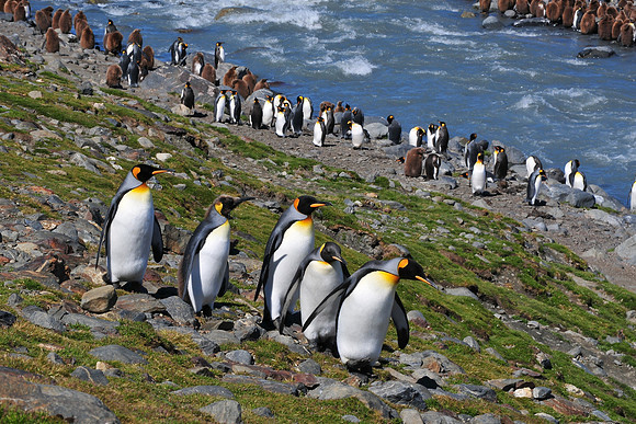 King penguins, St. Andrew's Bay
