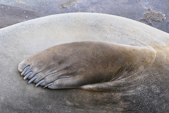 Elephant seal flipper, Gold Harbour