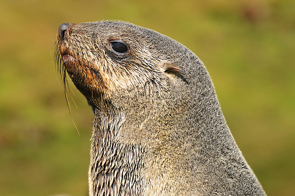 Antarctic fur seal, Fortuna Bay