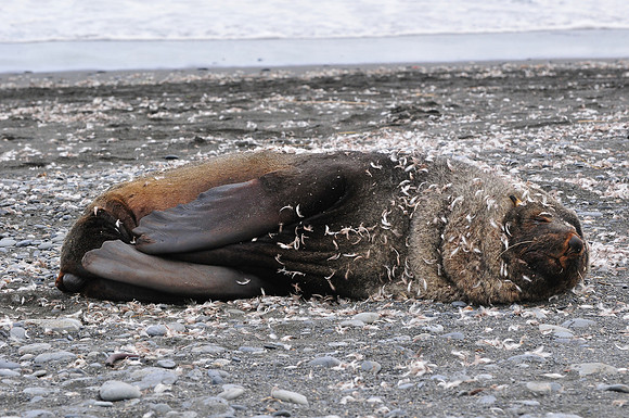 Antarctic fur seal covered in penguin feathers, Gold Harbour