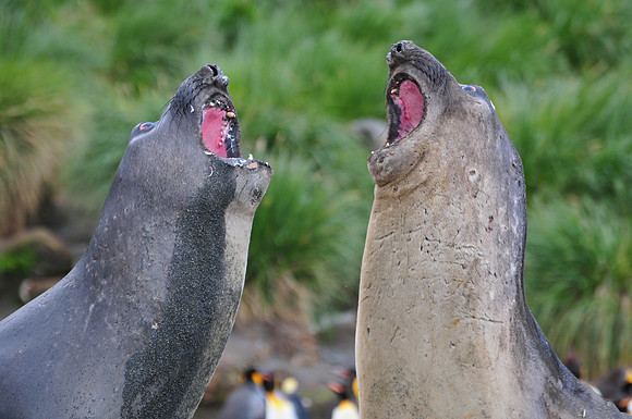 Elephant seals, Gold Harbour