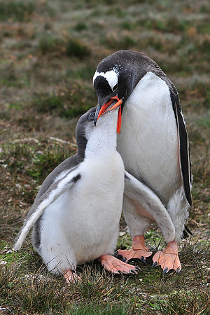 Gentoo penguin feeding its chick, Stromness