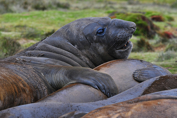 Elephant seals, Stromness