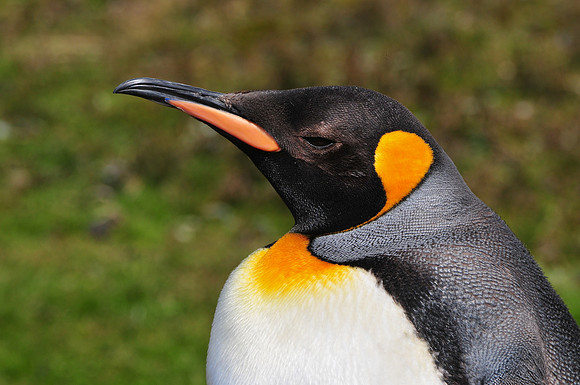King penguin, Fortuna Bay