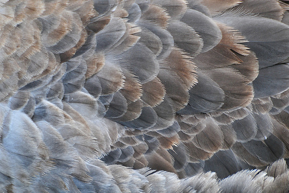 Northern giant-petrel, Gold Harbour