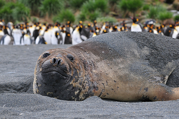 Elephant seal, Gold Harbour