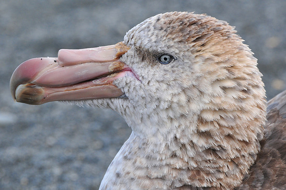 Northern giant-petrel, Gold Harbour