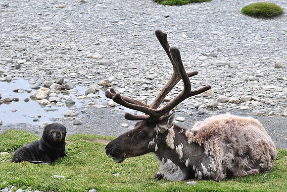 Reindeer and antarctic fur seal pup, Fortuna Bay