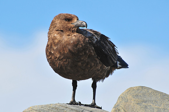 Brown skua, St. Andrew's Bay