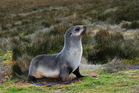 Antarctic fur seal, Stromness