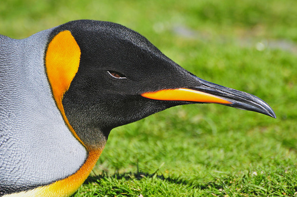 King penguin, St. Andrew's Bay
