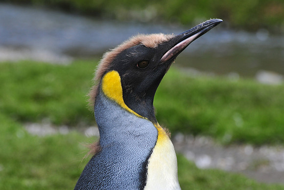 Molting king penguin chick, Fortuna Bay