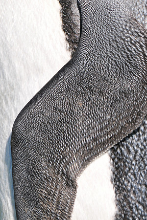 King penguin, St. Andrew's Bay