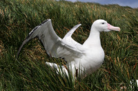 Wandering albatross courtship display, Prion Island