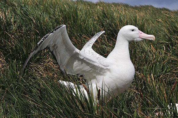 Wandering albatross courtship display, Prion Island