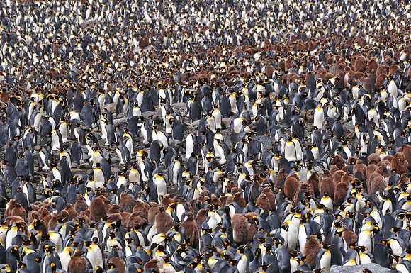 Part of the king penguin colony at St. Andrew's Bay