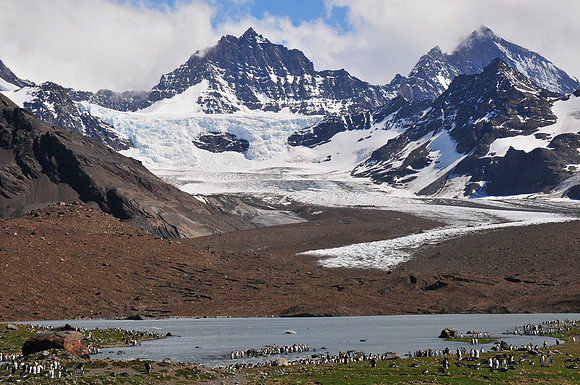 Part of the king penguin colony at St. Andrew's Bay