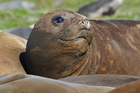 Elephant seal, St. Andrew's Bay