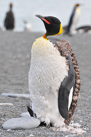 Molting king penguin, Gold Harbour