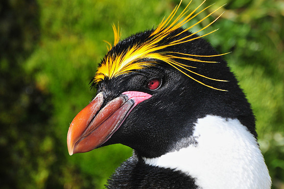 Macaroni penguin, Hercules Bay
