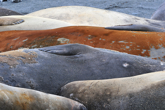 Elephant seals, Gold Harbour