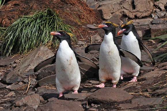 Macaroni penguins, Hercules Bay