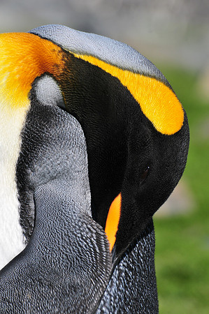 King penguin, St. Andrew's Bay
