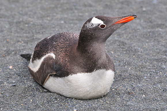 Gentoo penguin, Gold Harbour