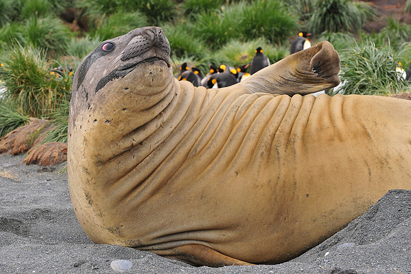 Elephant seal, Gold Harbour