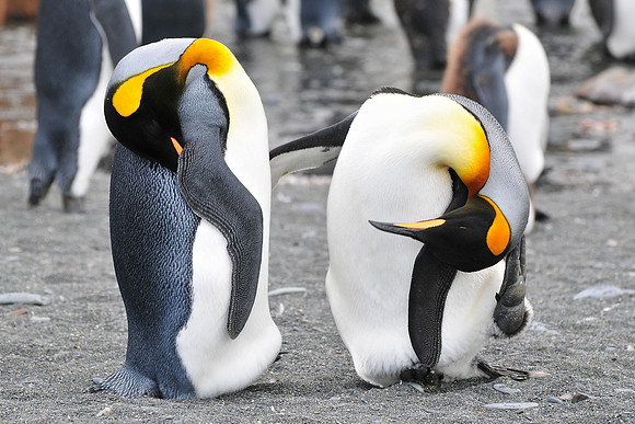 King penguins, Gold Harbour