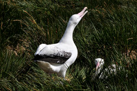 Wandering albatross courtship display, Prion Island