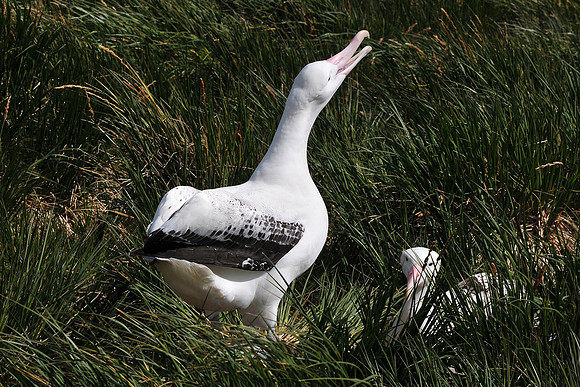 Wandering albatross courtship display, Prion Island
