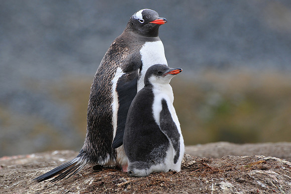 Gentoo penguin and chick, Stromness