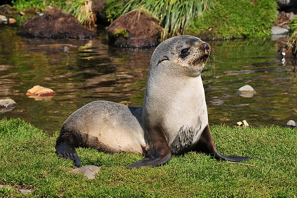 Antarctic fur seal pup, Fortuna Bay