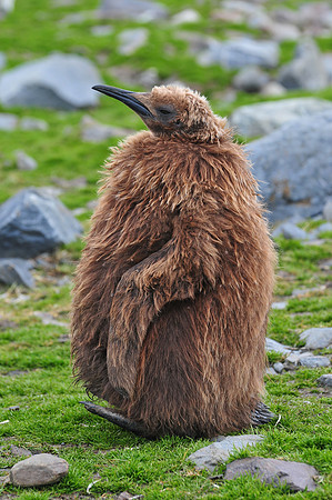 King penguin chick, St. Andrew's Bay