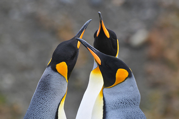 King penguins, St. Andrew's Bay