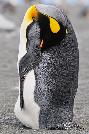 King penguin, Gold Harbour