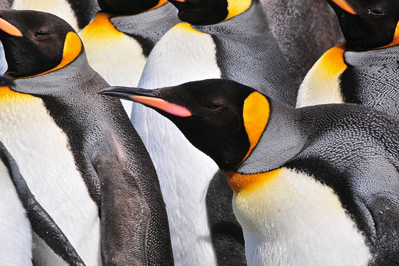 King penguins, Fortuna Bay