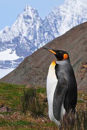 King penguin, Fortuna Bay
