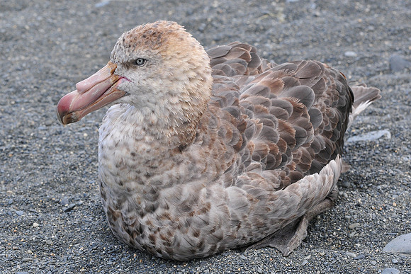 Northern giant-petrel, Gold Harbour